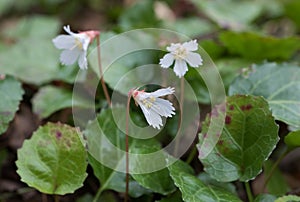 Oconee Bell Wildflower Devils Fork State Park SC