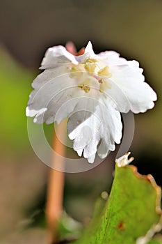 Oconee belll flower facing center