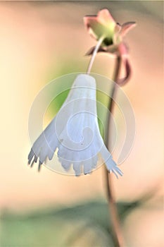 Oconee belll flower facing down