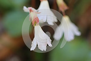 Oconee belll flower facing down, horizontal