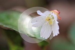 Oconee belll flower facing left, horizontal