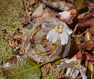 Oconee Bells