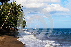 ÃÂ¡oconut palms on the ocean.