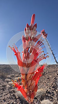 Ocotilla spring blooming in the hot dry desert photo