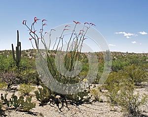 Ocotillo photo