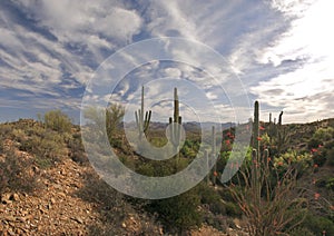 Ocotillo photo