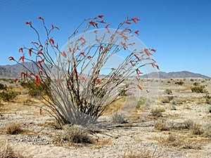 Ocotillo