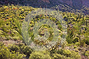 Ocotillo