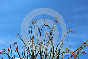 Ocotillo America Spanish cactus grown in Maricopa County, State of Arizona, United States