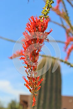 Ocotillo America Spanish cactus grown in Maricopa County, State of Arizona, United States