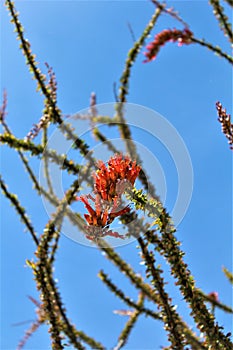 Ocotillo America Spanish cactus grown in Maricopa County, State of Arizona, United States