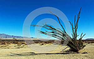 Ocotillo, Anza Borrego Desert State Park landscape