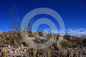 Ocotillo in big bend texas desert