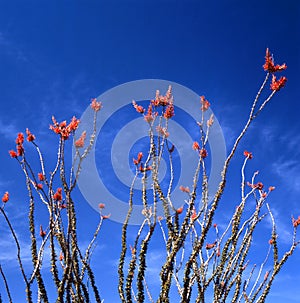 Ocotillo In Bloom photo
