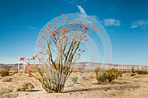 Ocotillo in Bloom photo