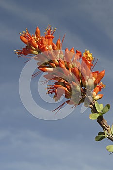 Ocotillo Bloom