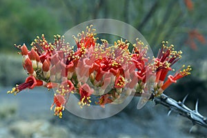 Ocotillo in Bloom Springtime Tucson, Arizona