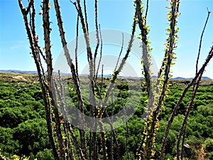 Ocotillo branches, Arizona photo