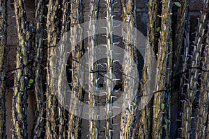 Ocotillo Branches Wired Together To Make a Security Fence photo