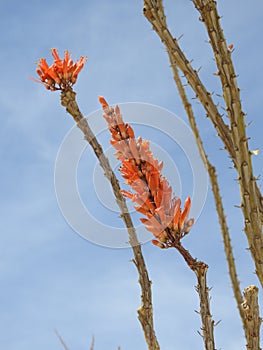 Ocotillo Cactus in Bloom photo