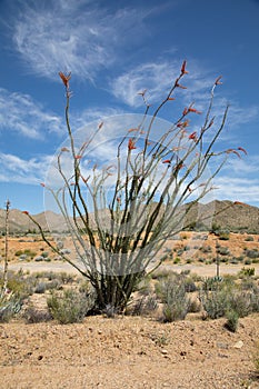 Ocotillo cactus blooming in the desert