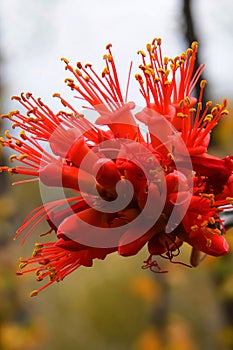 Ocotillo Cactus blossom Macro photo