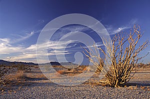 Ocotillo cactus in the California desert photo