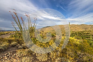 Ocotillo Cactus In Saguaro National Park