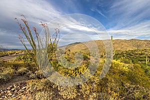 Ocotillo Cactus In Saguaro National Park photo