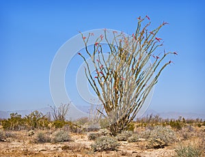 Ocotillo in the California Desert