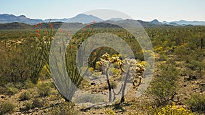 Ocotillo and cholla cactus in the sonoran desert at ajo in arizona photo