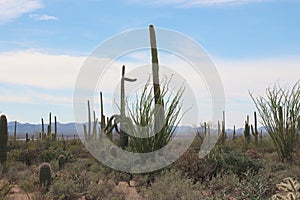 ocotillo, creosote bushes, saguaro, prickly pear and cholla cacti on the Desert Discovery Nature Trail in Tucson, Arizona