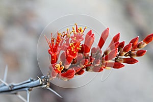 Ocotillo Crimson Bloom