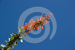 Ocotillo Flower