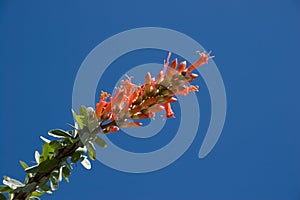 Ocotillo Flower photo