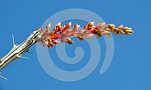 Ocotillo Flower in Bloom 2