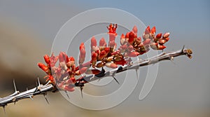 Ocotillo Flower in Bloom