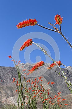 Ocotillo Flower photo