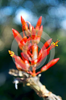 Ocotillo flower, candlewood, Fouquieria splendens photo