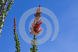 Ocotillo flower closeup.