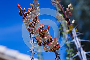 Ocotillo flower closeup.
