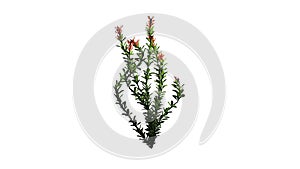 Ocotillo flower - isolated on white background photo