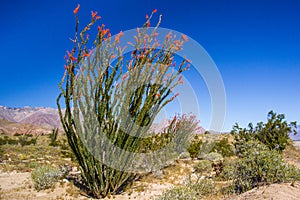 Ocotillo photo