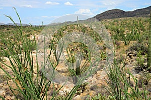 Ocotillo forest Sonora Desert Arizona