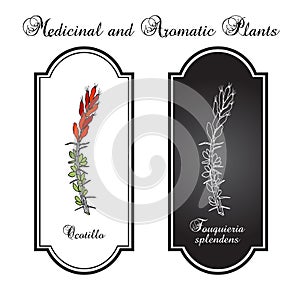Ocotillo Fouquieria splendens , or coachwhip, candlewood, slimwood, desert coral, Jacob cactus, medicinal plant