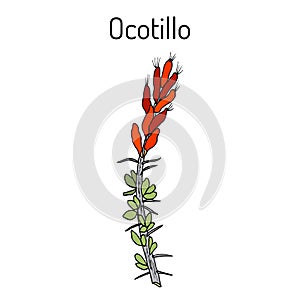 Ocotillo Fouquieria splendens , or coachwhip, candlewood, slimwood, desert coral, Jacob cactus, medicinal plant photo