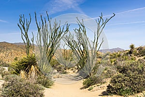 Ocotillo Fouquieria splendens plants bordering a hiking trail, Joshua Tree National Park, California