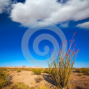 Ocotillo Fouquieria splendens red flowers in Mohave desert photo