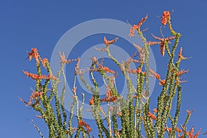 Ocotillo in Full Spring Bloom