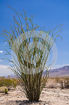 Ocotillo with Green Leaves